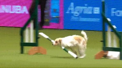 importante,vida,perro,saber,levantarse