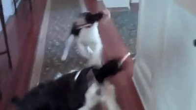 reacci&oacute;n,perros,preguntar,dar,vuelta