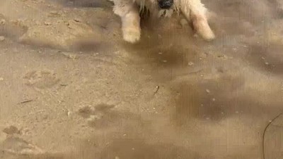 diablos,perro,estar,hueso,ma&ntilde;ana