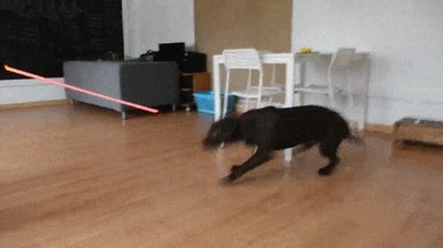 reacci&oacute;n,perro,conocer,lado oscuro,fuerza