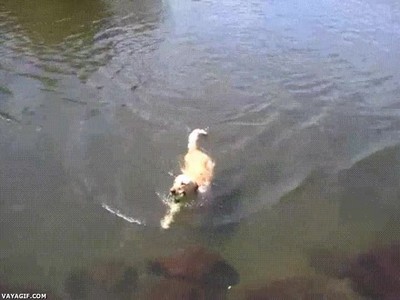 perro,aprender,braza,nadar,otros,estilos