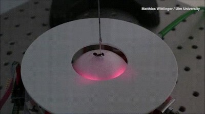 hormigas,empezar,operaci&oacute;n,bikini