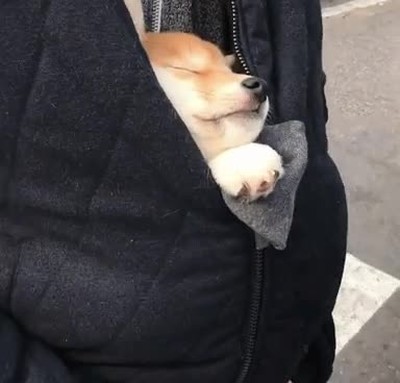 cambiar,perro,dormir,dudar