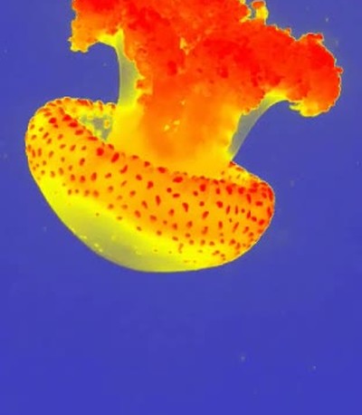 medusa,vista,c&aacute;mara,t&eacute;rmica