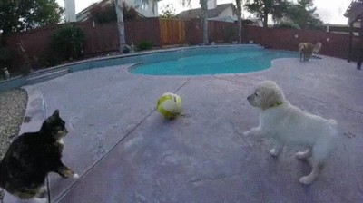 gato,perro,seamos,amigos