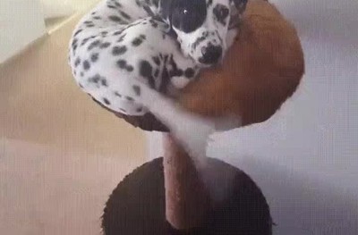 Enlace a ¿Quién dijo que perros y gatos no podían ser amigos?