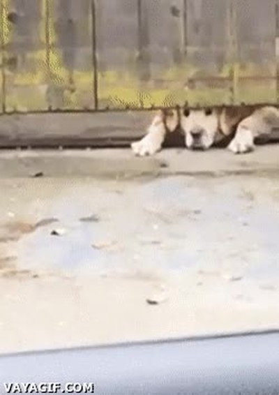 amor,primera,vista,perros,puerta