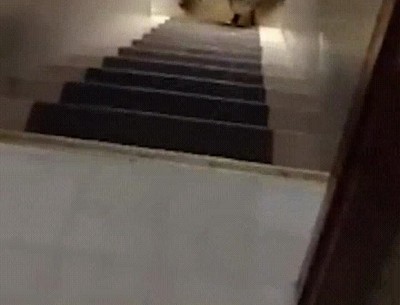 esperar,perros,nombre,subir,escaleras