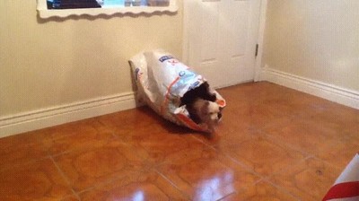 perros,nacer,bolsa,respawn