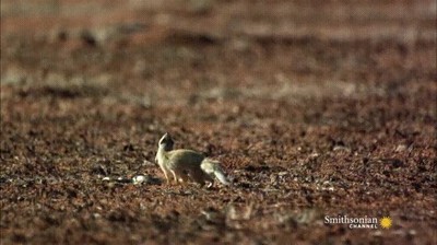 como,esquivar,ataque,cobra,&uacute;ltimo,segundo