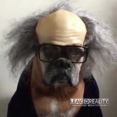 perro,m&aacute;s cara,pelo,admiraci&oacute;n,mal rollo