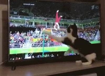 gato,intentar,echar,una mano. gimnasta