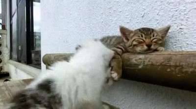 gato,karma,existir,dejar,molestar