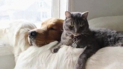 siempre,pelear,mejor,sitio,ventana,perro,gato