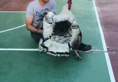 nuevo,mejor,amigo,hombre