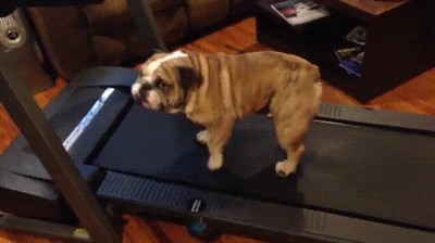 perro,yo,gimnasio,cinta
