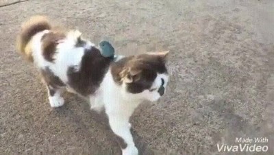 gato,notar,algo,diferente,viento p&aacute;jaro