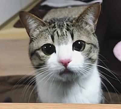 gato,curiosidad,cara,p&aacute;jaro