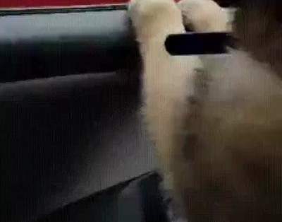 mejor,amigo,coche,separar,clase