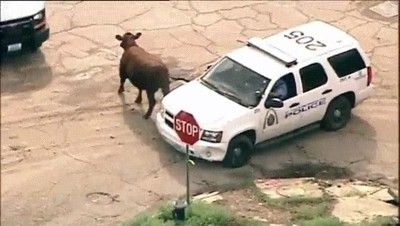 desastrosa,manera,atrapar,animal,coche