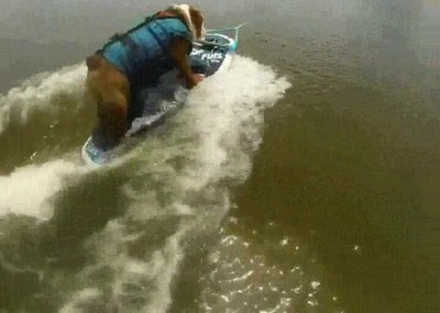 bulldog,surfear,estilo,tener,nunca