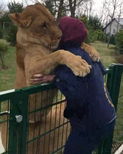 leones,amor,humano,abrazo,lametazos