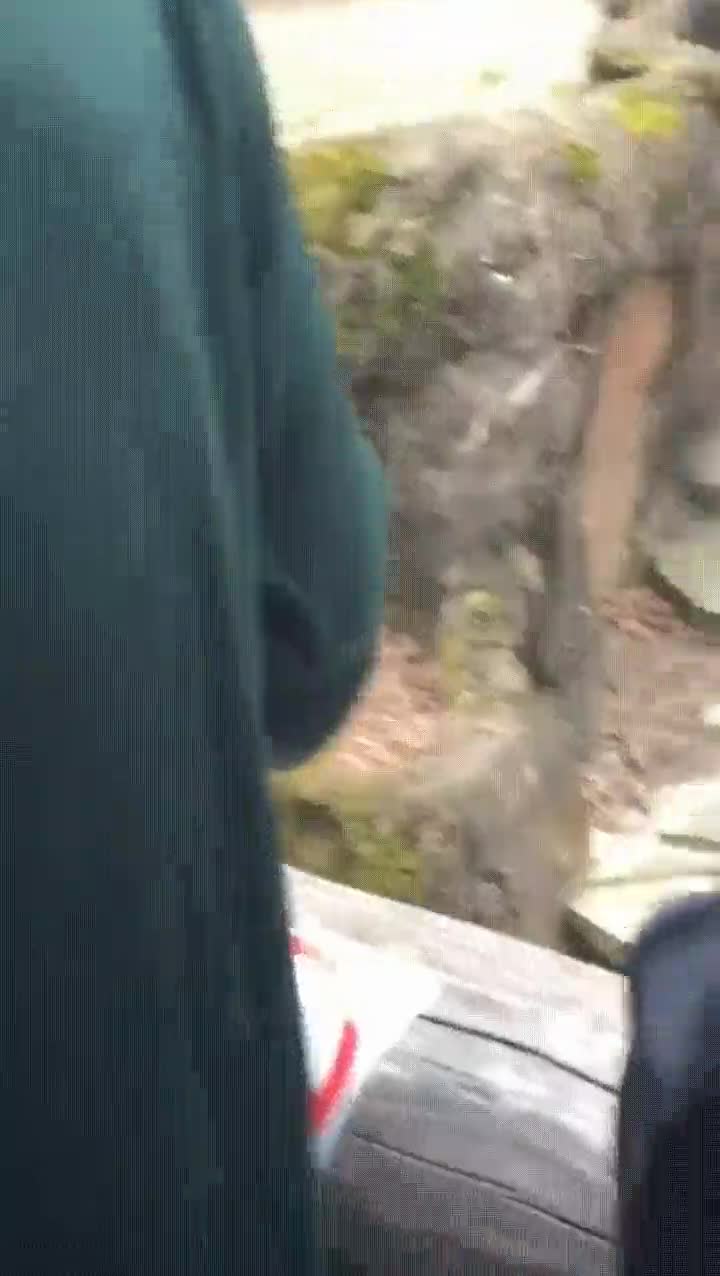 chimpanc&eacute;,atacar,heces,pobre,abuela