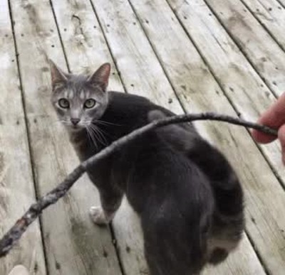 tienda,equivocar,gato,perro,lanzar