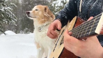 esperar,pacientemente,canci&oacute;n,terminar,perro,guitarra