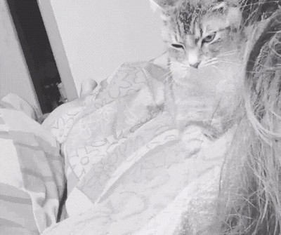 relajar,masaje,gato,efecto