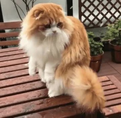 gato,flipar,ver,nieve