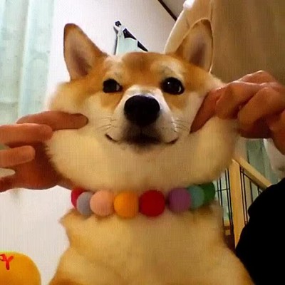 shiba,perro,imposible,caer,enamorado,pies