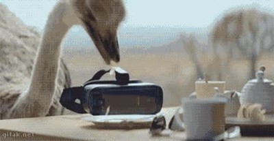 avestruz,probar,gafas,realidad virtual