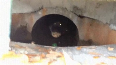 cocodrilo,miedo,alcantarilla