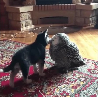 amor,entender,razas,perro