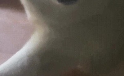 cara,felicidad,perro,impagable