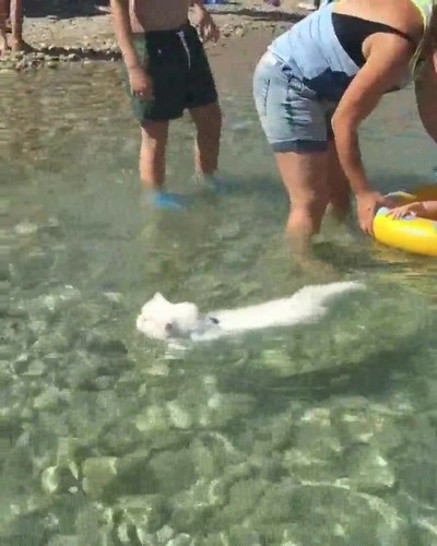 nadar,gato,estilazo,crack