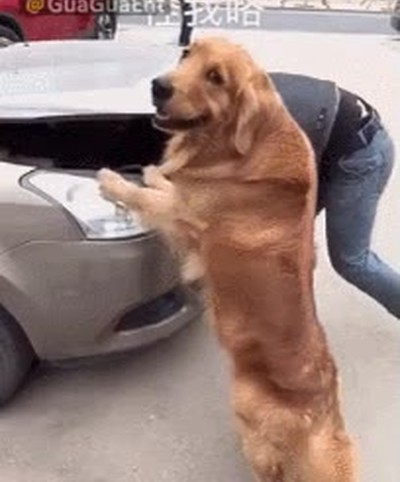 perro,troll,coche,liada