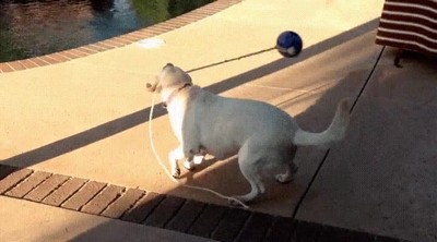 perro,esperar,mandar,lejos