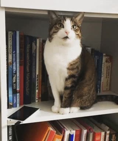 gato,nuevo,tel&eacute;fono,costar,pasta