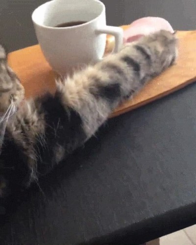 tocar,gato,zarpa,derecha,pillar,troll