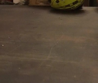 comer,tranquilo,complicado,perro,alto,mesa