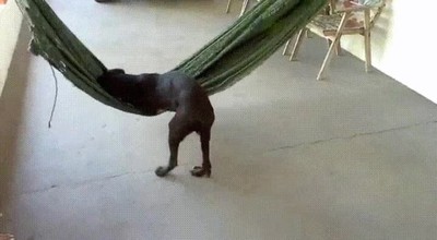 perro,mejor,lugar,dormir,hamaca