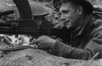 gato,pacifista,detestar,matar,unos a otro