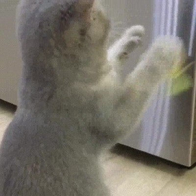 maldita,bola,desaparecer,zarpa,gato