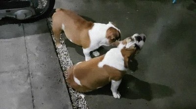 adorables,bulldog,perros,intentar,beber,agua,lluvia