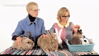 discutir,mejor,raza,conejo