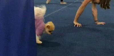 mejor,compa&ntilde;ero,ejercicios,llevar,gimnasio,deportes