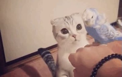 hana,gata,japonesa,ojos,enormes