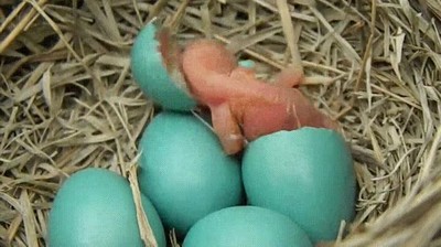 p&aacute;jaro,vida,cascaron,primeros momentos